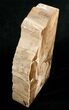 Large Petrified Wood Bookends - Cottenwood #5048-3